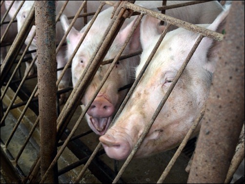 Gestation Stalls For Pigs